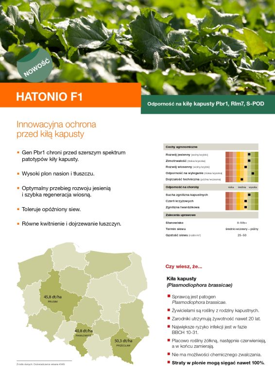 Nowa odmiana rzepaku KWS Hatonio!
